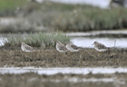 Sharp-tailed sandpiper 103014.jpg